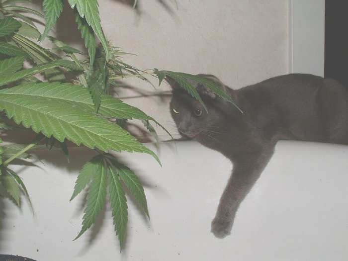 Making sure the plant don't move! LOL