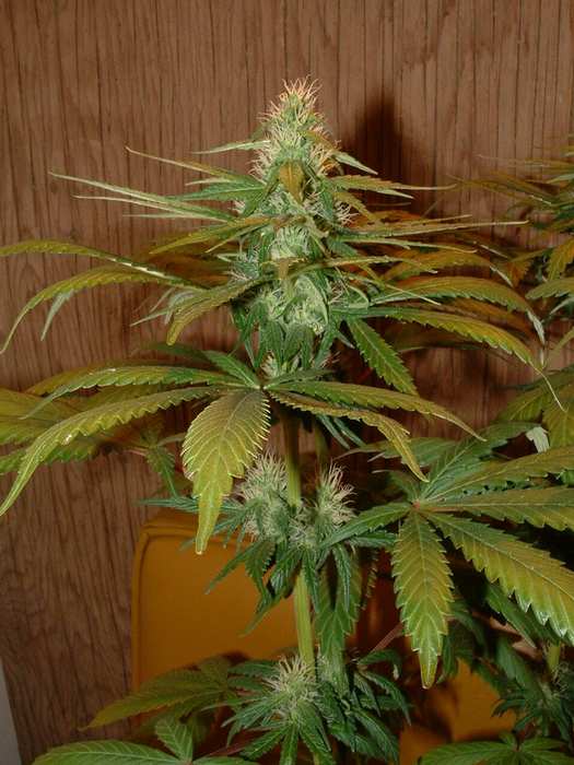 Day 25 Flower. One cola lookin' pretty.