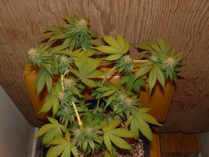 Day 25 Flower. Good light to all bud sites.