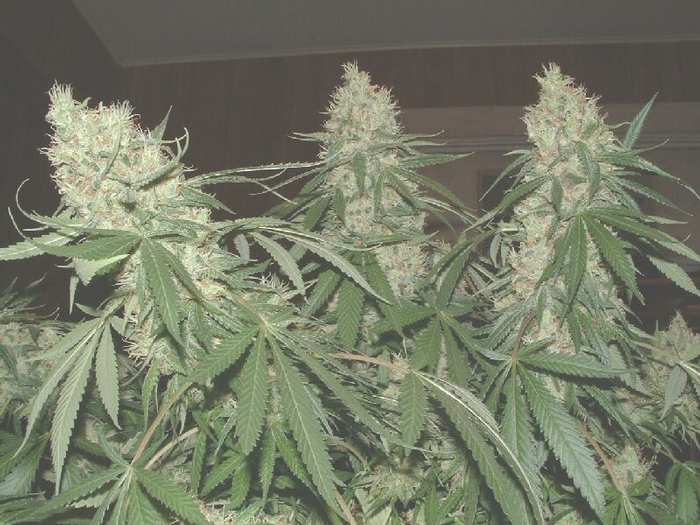 Glass Slipper 60 days into flower and still geting fatter