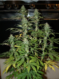 Day 26 Flower. This was my first plant. I regenerated her and now she has 14 or so tops. Hard to cound them all when I am stoned!