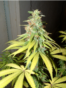 Day 39 Flower. This particular plant puts the weight on late in her cycle. I am just waiting for her to fatten up. Waiting sucks!