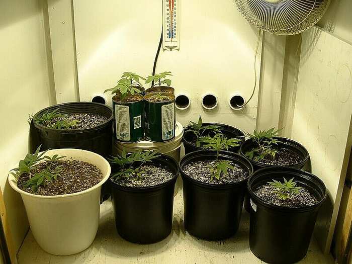 10/14/02 The clones are doing very well and growing fast. I hope to keep these growing until I have room in the flower chamber. Who knows...I may give some clones away to make room. New seedlings have been moved to the veg chamber. There is a pupry and 2 LG's there. 