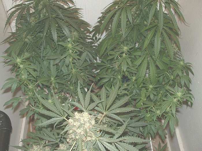 Last two Mindtwist clones. Notice the size of the leaves compared to the Romeo.