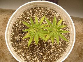 Day 15 from transplant