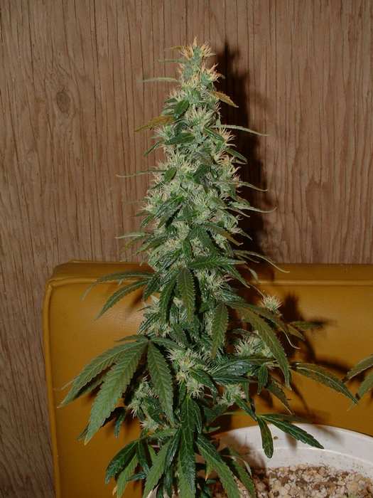 Day 48 Flower. Large cola