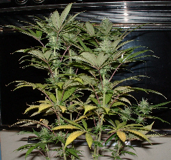 Day 26 Flower. This is my favorite lil' girl. I plan on cloning this one for sure!