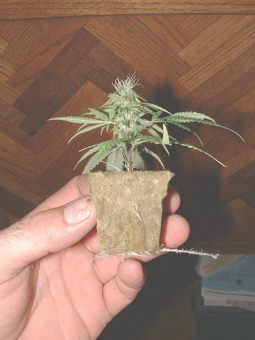 Clone taken from a plant 4 weeks into flower