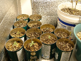 15 days from seed. All the seeds have germinated and are now up and growing. I have 6 from Granny, 4 from Lil'G, and 4 from Purpy. Now the fun begins.....