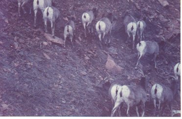 the resident Bighorns