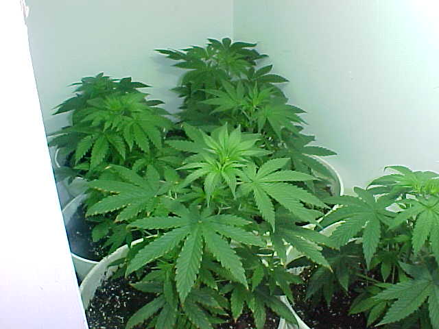 My plants well into their vegetative stage.  Being bag seeds I can't wait to find out what strain they all are!