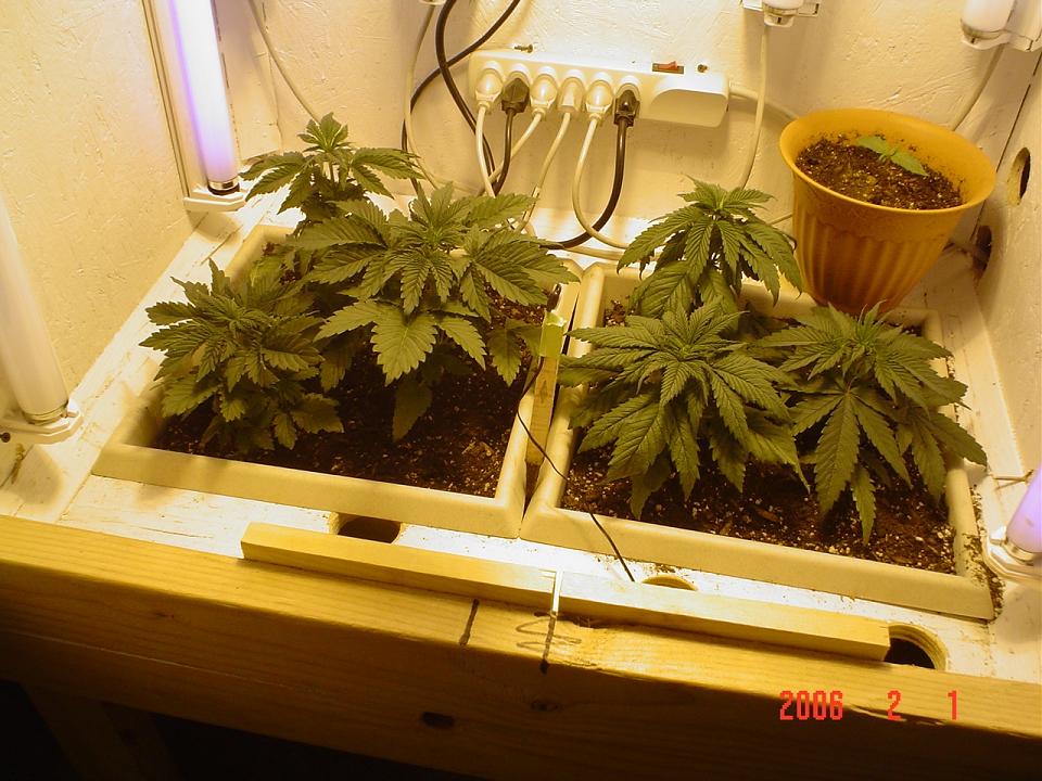 Plants are doing much better since transplant just needed a few light cycles and some fresh water 