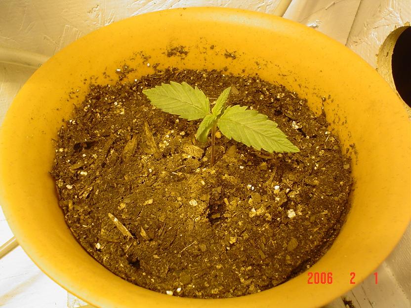 A seed I germinated in soil 7 days back . 