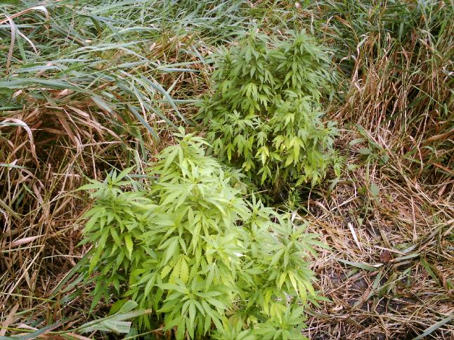 these are 2 plants that i jus stole off someone haha there pretty sick too, very stinky