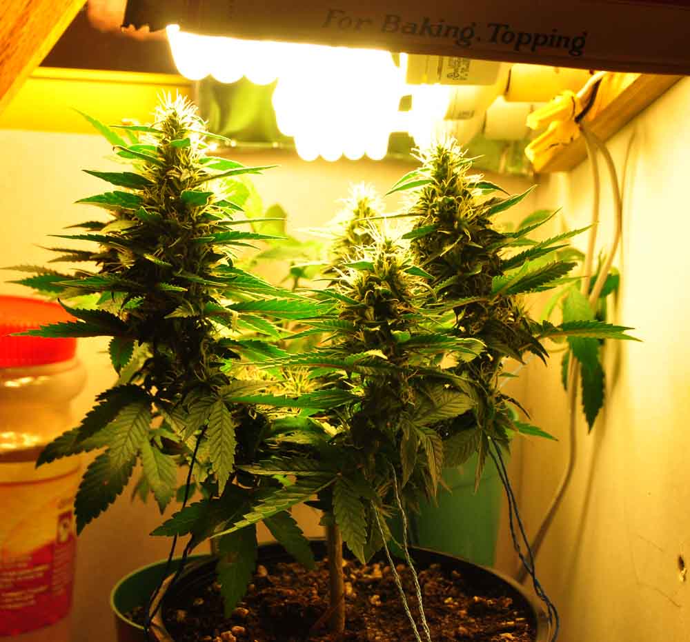 Flowering Day 42