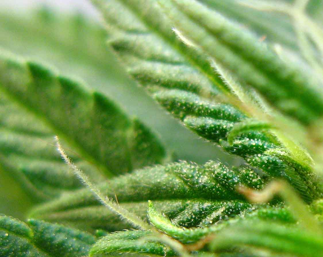 Trichomes