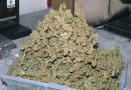 this is the end result, it smells like bud everywhere in my house. And the hermaphrodite plant will be giving me even more Probley bout 3 or 4 more lbs. Im gonna make alot of money off of this i dont even smoke.
