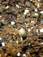 Threw 3 seeds in there 2 days ago popped up to say hello.