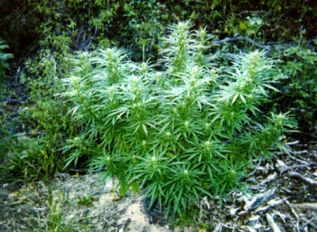 Here it is almost done its been a while scince i updated, transplanted again into a 20 gallon tempol bucket. This is why i am growing outdoors, look at that, looks like a tree.