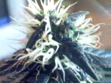 just look at the hair on this one. beautiful! This is Thelma. 4 weeks into flower when this was taken on 6/14/04