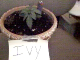 This is one of my girls...Meet Ivy !@ 2 weeks old from seed. They grow up so fast...*sniff* taken 3/25/04