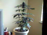 This is Thelma, one of my girls 5 weeks into flower. About half way through!  taken 6/21/04