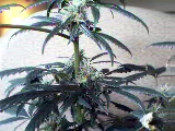 You can see the fat budsites close to the stalk. I hope they grow up and meet the others and make on big kola lol. This is Betty, 4 weeks into flower at the time this was taken on 6/14/04