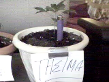 Good ol' Thelma ! About 2 weeks old from seed. taken 3/25/04