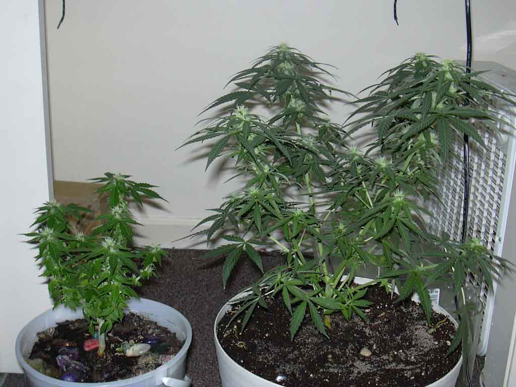 These are both my plizzants. The taller is BB, and the shorter is J Lo.
Both are at 5 weeks flowering.