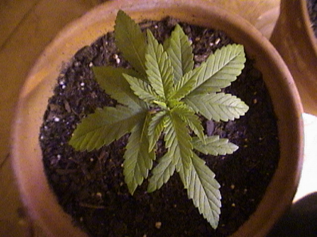 this plant is at 3 weeks.
