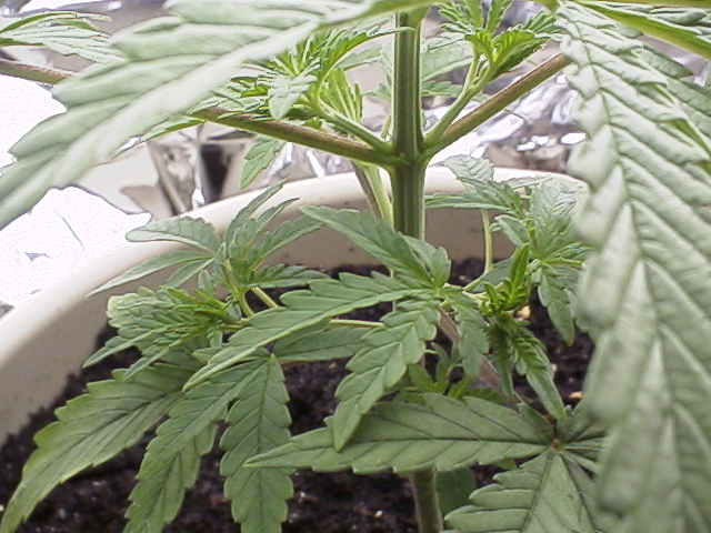 HERE'S ANOTHER CLOSE UP OF THE PLANT BEGINNING TO BRANCH OUT.