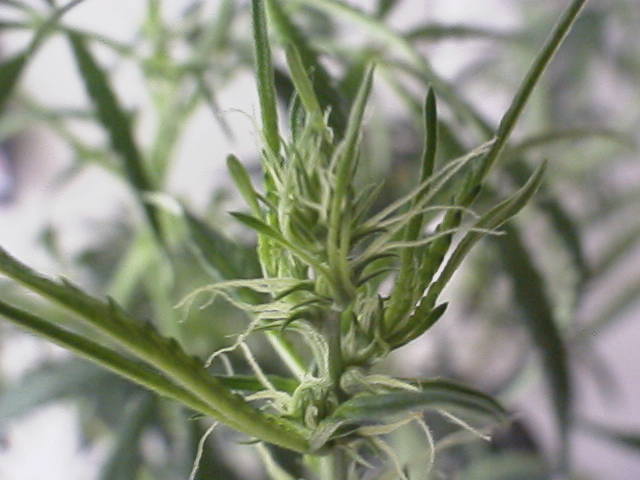Here is another pic of those beautiful buds starting
