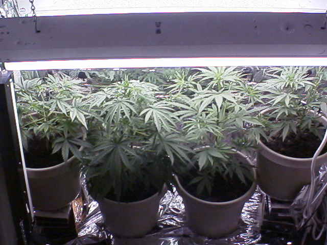 This is a pic of our plants at day 32...because of space constraints...this is their last day of 24 hour light...good night babies.