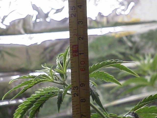 This plant shot up really fast with alot of space between the branches....I dont know what that means but DAMN its tall.