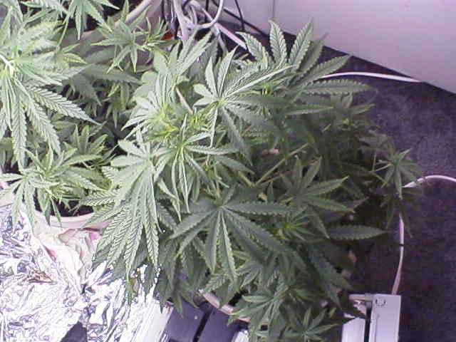 We hope out of all the plants that this one is female...please god make this plant a female!!!!