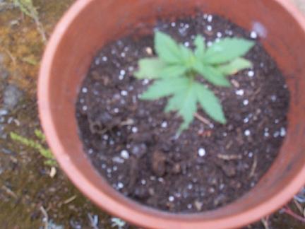 When I went out there this lil ones pot was tipped over and leaves eaten off, but I stood the poit up and it has had new growth all over since the attack*yee