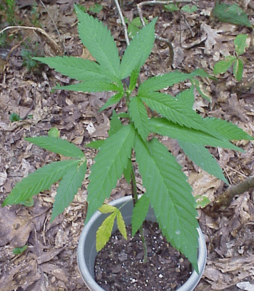 this plant is looking much better, spots are still present on old leaves but they have doubled in size, leaves are thick and dark green. 