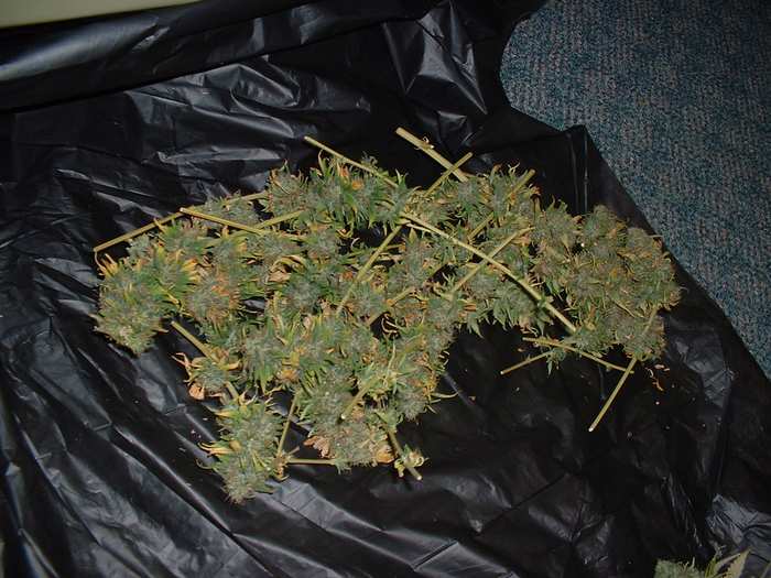 This is what we got from our little clone..her soil became infected with a weird fungus and killed her roots fast!
any bic lighters you see are standard size Bic Lighters...taken 05-31-04