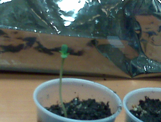 they dont look like they suffered any shock. i noticed some very small vegetative growth on the first set of leaves. 