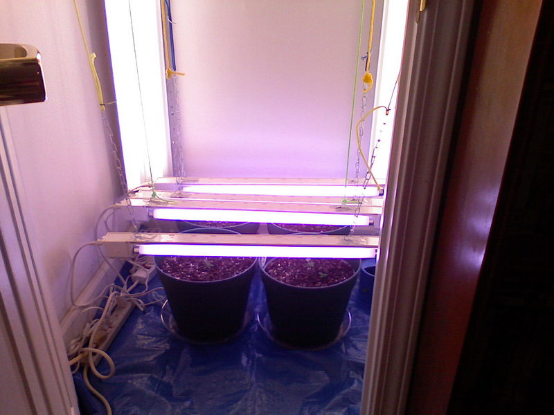 Day 13 - Compared to the first day, I have added 3 more 75 watt Flouro's. Hope they keep the little girls happy. They are def. growing better!