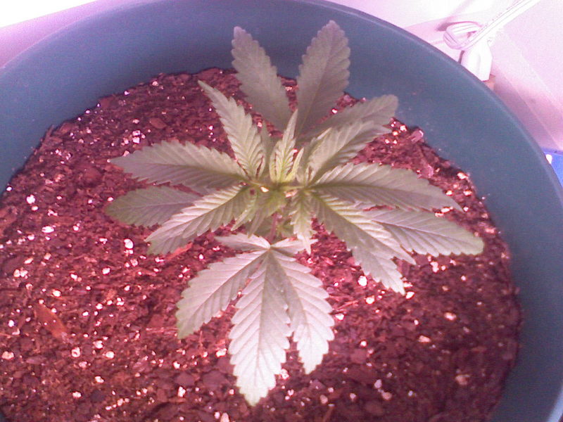 Man she is really starting to grow now! That Compact Flouro is really doin its job. I may have to get another