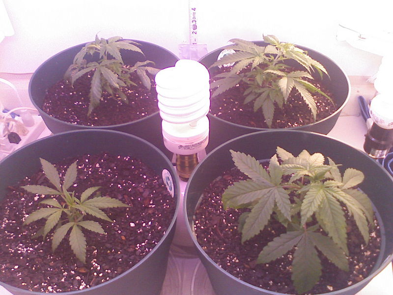 Day 21 - Little Fellow in back left must have gotten a little too much miracle grow...  Looks like nute burn to me but hey I am a first timer.  She'll be ok
