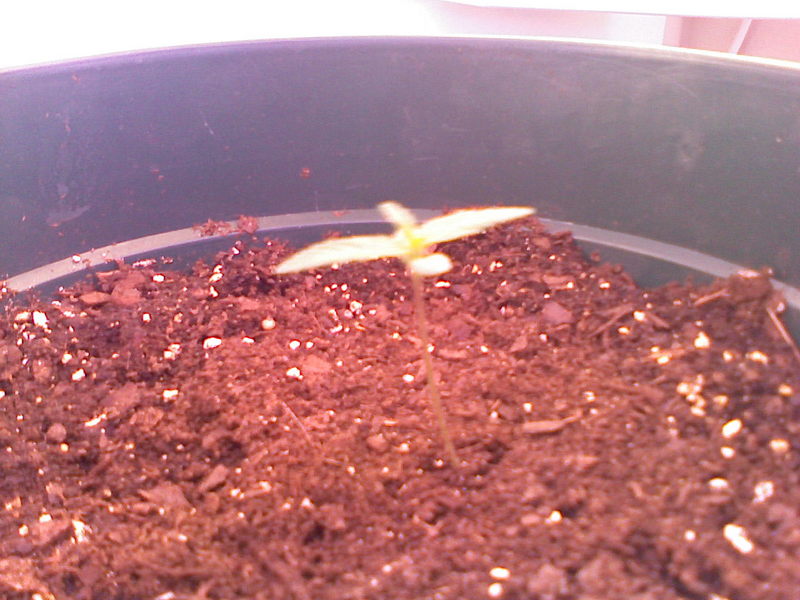 Day 7 - Little more growth! Keep goin' little buddy!