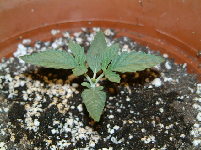 Nice growth overnight again.  Second set of leaves have increased in size, while the third set have appeared. :]