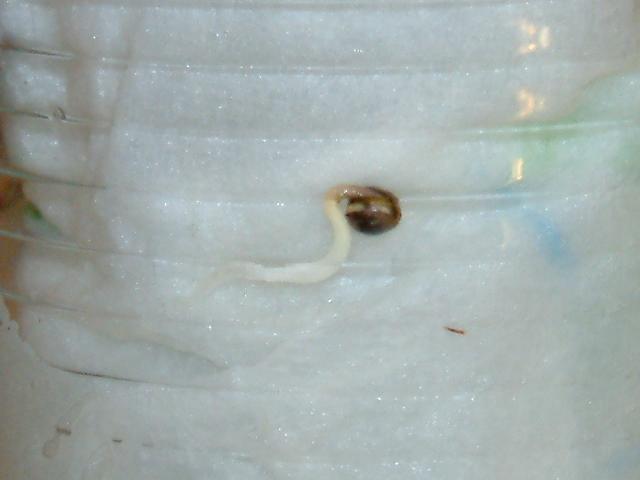 I looked at the germinating seed and the root stork part was 1 inch and starting to bed into the tissue.  Time me thinks to plant the baby!
