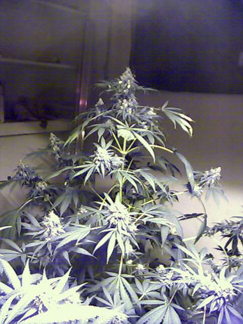 most of the colas in this pic are from that one plant 