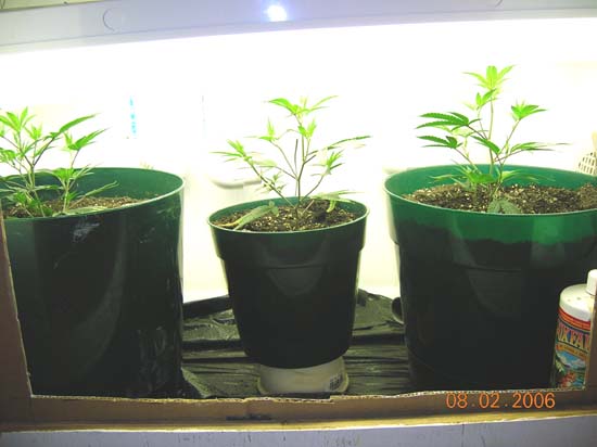 3 out of 4 clones from the re-veg WW survived. (when I took these, I was having problems with my seed order...but everything was ironed out, and now I have more good genetics to play with!!) I have been growing this WW strain for almost a year now, and it's time for a change.
The WW has been good to me though....I HIGHLY recommend it!! 