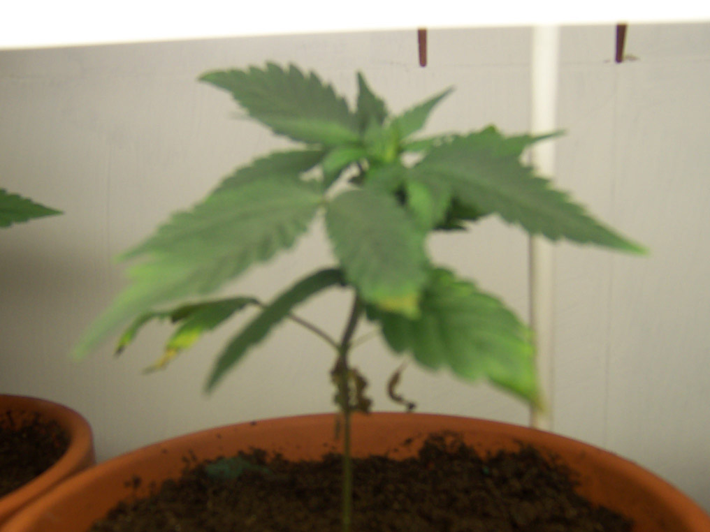 Plant with yellow leaves :\ 6 weeks.