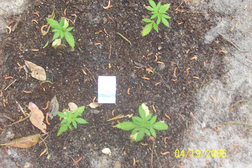 You can tell how these hole are arranged and the size of the plants using the pack of smokes for a reference, text book gorrilla growing