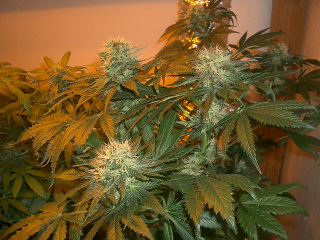 Bubble gum plant at 6 weeks. Gave it some bat guano last week and it really kicked it up .... 